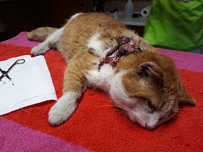 katze-verletzt-sediert Verletzte Katze braucht dringend Behandlung