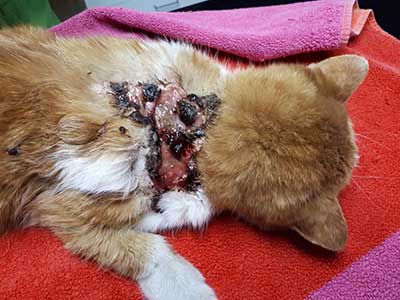 katze-verletzt-wunde-nacken Verletzte Katze braucht dringend Behandlung