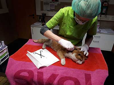 katze-verletzt-wunde-operation Verletzte Katze braucht dringend Behandlung