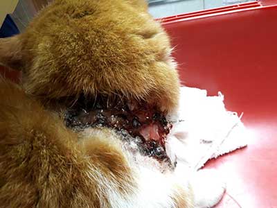 katze-verletzt-wunde Verletzte Katze braucht dringend Behandlung
