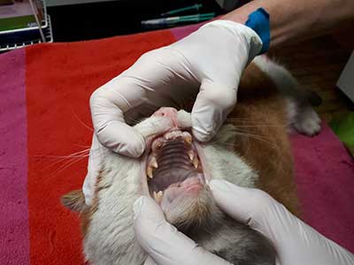 katze-verletzt-zähne Verletzte Katze braucht dringend Behandlung