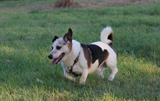 lucky corgi jack russel terrier mix bückeburg beitragsbild