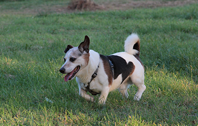 lucky corgi jack russel terrier mix bückeburg beitragsbild