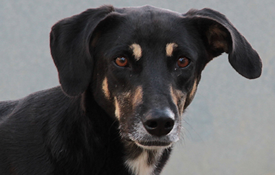 molly hund bückeburg beitragsbild
