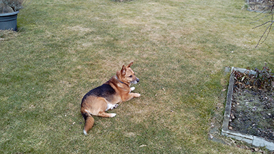 moritz-gluecklich-vermittelt-garten Hund Moritz - im Garten ist er der Boss