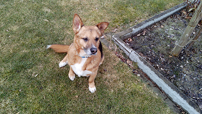 moritz-gluecklich-vermittelt-wiese Hund Moritz - im Garten ist er der Boss