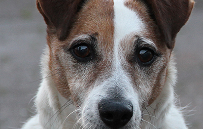 oskjar-terrier-mix-bückeburg-beitragsbild Hund Oskar sucht Paten