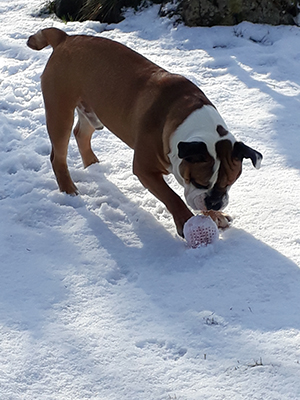 rick-tierische-geschichten-schneeball Rick meldet sich mal wieder aus dem Frankenwald