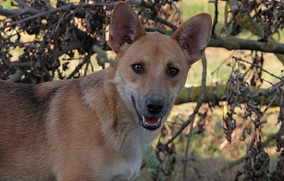 titus mischling bückeburg beitragsbild