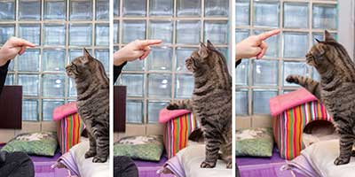training-klickern-armani-collage-finger Clickertraining mit Katzen