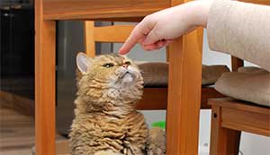 training-klickern-armani-männchen-1 Clickertraining mit Katzen