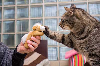 training-klickern-armani-stofftier Clickertraining mit Katzen