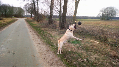 tyson-gluecklich-vermittelt-ball Tyson hat schon ein paar Freundinnen