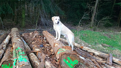 tyson-gluecklich-vermittelt-wald Tyson hat schon ein paar Freundinnen