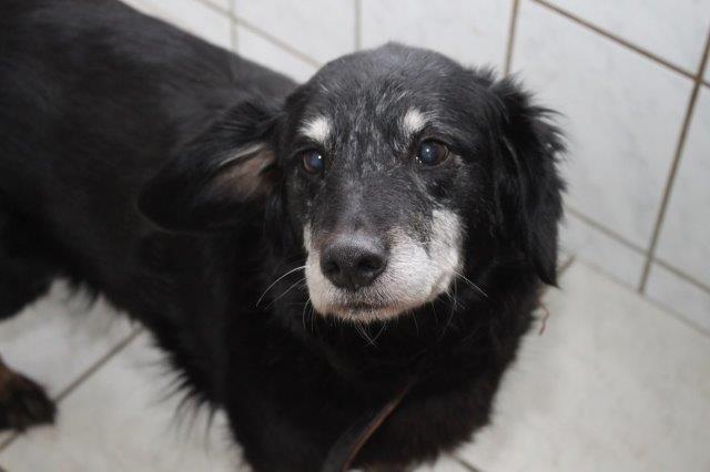veterinäramt-herzberg-geschlossen-hund-alt Tierheim Herzberg vom Veterinäramt geräumt