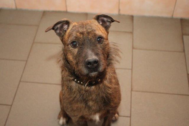 veterinäramt-herzberg-geschlossen-hund-mischling Tierheim Herzberg vom Veterinäramt geräumt