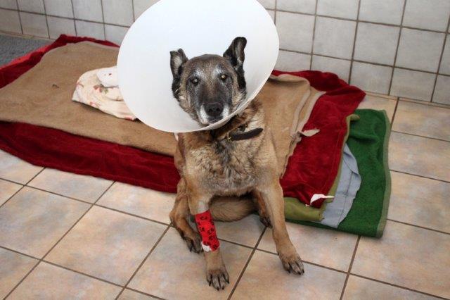 veterinäramt-herzberg-geschlossen-hund-trichter Tierheim Herzberg vom Veterinäramt geräumt