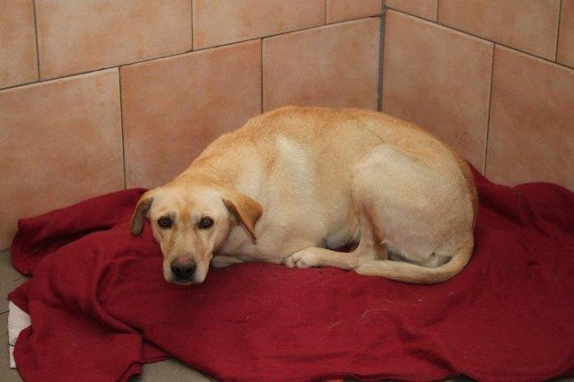 veterinäramt-herzberg-geschlossen-labrador-decke Tierheim Herzberg vom Veterinäramt geräumt