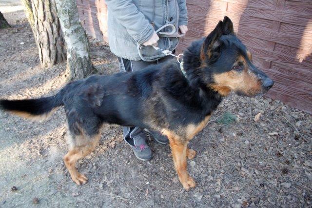 veterinäramt-herzberg-geschlossen-schäferhund Tierheim Herzberg vom Veterinäramt geräumt