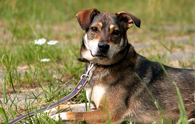 Ayra-6 Hausmeister gesucht im Tierschutzliga-Dorf