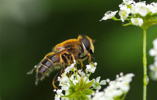 Hilfe-Wildbienen-BEITRAG-314x200px Wenn die Katze markiert