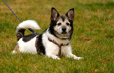 Jackie-1 Hausmeister gesucht im Tierschutzliga-Dorf