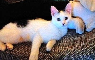 amelie glücklich vermittelt beitragsbild