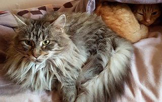 lisa&leo glücklich vermittelt beitragsbild