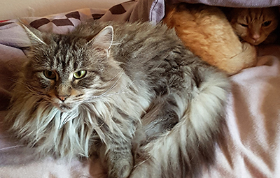 lisa&leo glücklich vermittelt beitragsbild