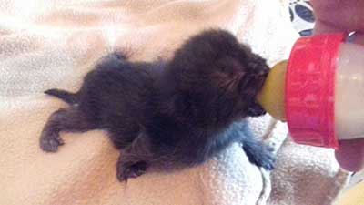 Katzenbaby Junge 4 Tierheim Wollaberg wird mit fläschen gefüttert