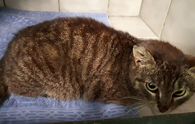 tierquaelerei-katze-spremberg-beeitragsbild Tierquälerei - Katze wird ihr Bein verlieren