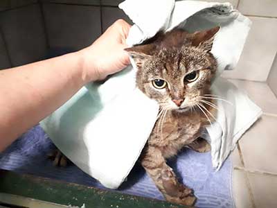 tierquaelerei-katze-spremberg-handtuch Tierquälerei - Katze wird ihr Bein verlieren