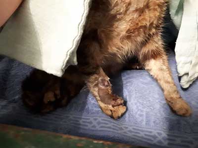 tierquaelerei-katze-spremberg-pfote Tierquälerei - Katze wird ihr Bein verlieren