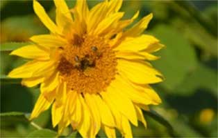 wildbienen-retten-beitragsbild-klein Gesunde Leckerlies für Kaninchen