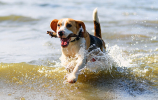 Baderegeln-BEITRAG-314x200px Zahnpflege beim Hund