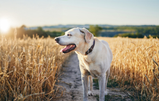 Vertragen-Hunde-Hitze-BEITRAG-314x200px Zahnpflege beim Hund