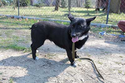 aufnahmepatenschaft-draka Aufnahmepatenschaft - 10 Hunde aus Polen