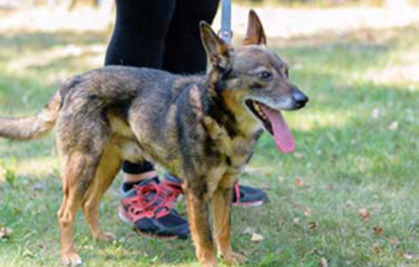 aufnahmepatenschaft-popiolek-beitragsbild Aufnahmepatenschaft - 10 Hunde aus Polen