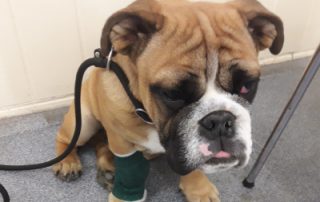 britisch bulldog lungenentzündung beitragsbild