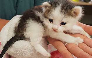 fundkatze-zecken-beitragsbild Mit Zecken übersätes Kätzchen sucht Start-ins-Leben-Paten
