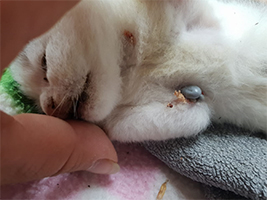 fundkatze-zecken-brust Mit Zecken übersätes Kätzchen sucht Start-ins-Leben-Paten