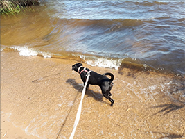 hundewanderung-pfingsten-wasser Hunde-Pfingstwanderung 2018