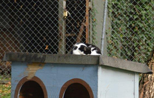 hütten-unterheinsdorf-wilde-katzen-sonnenbad Katzenstation Netzschkau – Marode Hütten machen das Katzenleben schwer