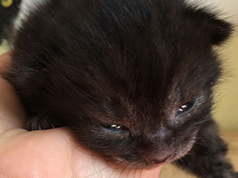 katzenbaby1-bueckeburg Start-ins-Leben-Patenschaft - Übersicht aller Tierbabys