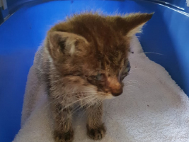 katzenbaby1-tierheim-wollaberg Start-ins-Leben-Patenschaft - Übersicht aller Tierbabys