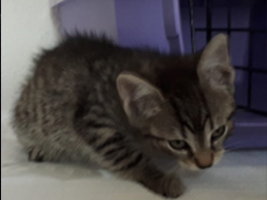 katzenbaby1-weiblich-katzenstation-thueringen Start-ins-Leben-Patenschaft - Übersicht aller Tierbabys