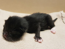 katzenbaby1-weiblich-tierschutzliga-dorf Start-ins-Leben-Patenschaft - Übersicht aller Tierbabys