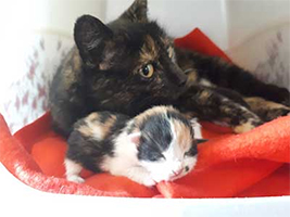 katzenbaby1-weiblich-unterheinsdorf Start-ins-Leben-Patenschaft - Übersicht aller Tierbabys