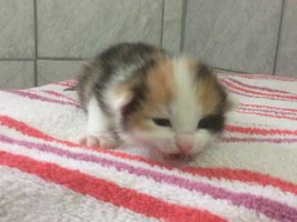 katzenbaby1-weiblich-wollaberg Start-ins-Leben-Patenschaft - Übersicht aller Tierbabys