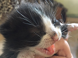 katzenbaby1.1-bueckeburg Start-ins-Leben-Patenschaft - Übersicht aller Tierbabys